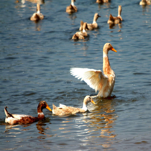 河池家禽养殖常见的疾病