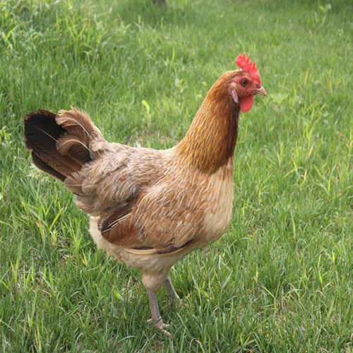 钦州各地家禽养殖常见的疾病